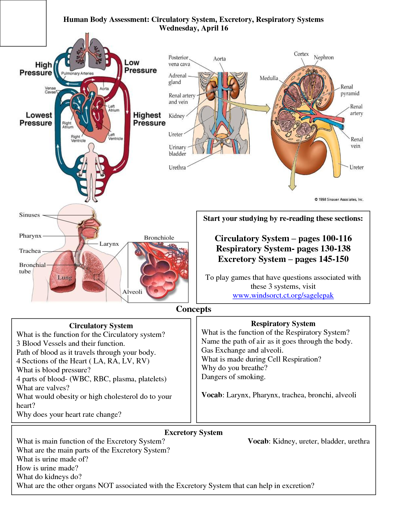 Human organ system and their functions