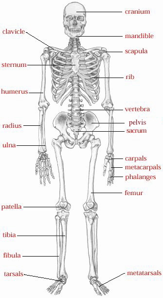 skeletal system arm - ModernHeal.com