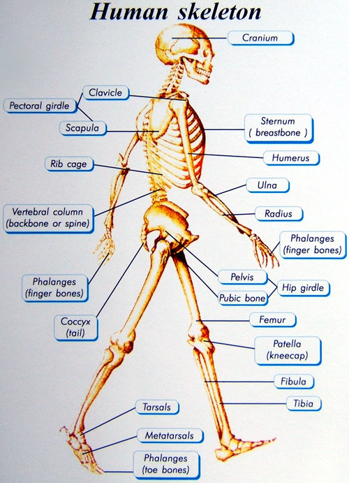 Basics Of Human Skeletal System