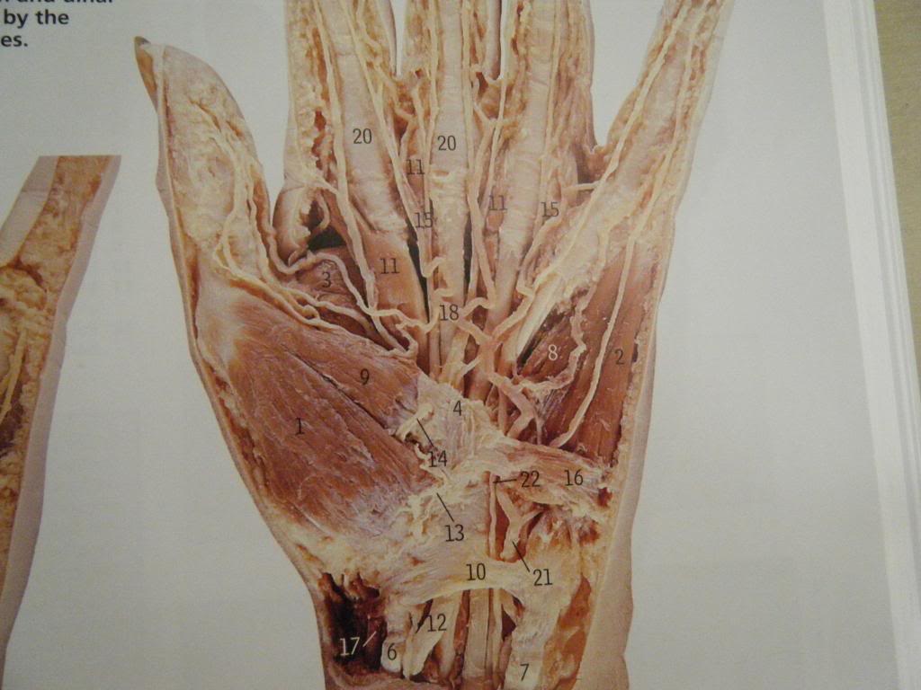 anatomy of hand dorsal view - ModernHeal.com