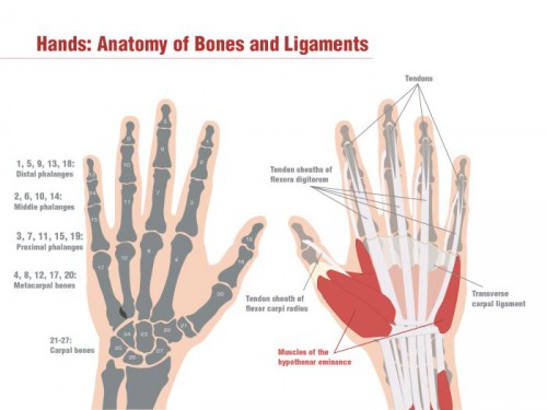 PALM OF HAND ANATOMY DEFINITION visual data 2