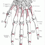 anatomy of left hand picture