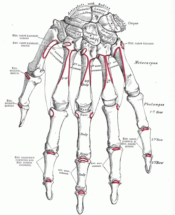 anatomy of left hand picture