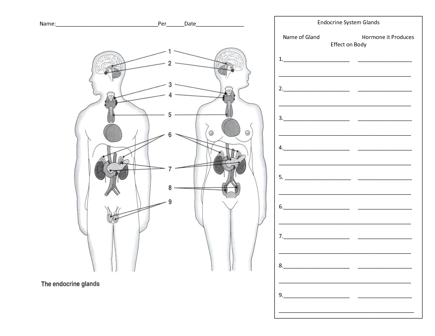 both the endocrine and nervous systems - ModernHeal.com