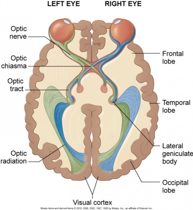 central nervous system diagram brain - ModernHeal.com