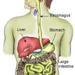circulatory system diagram