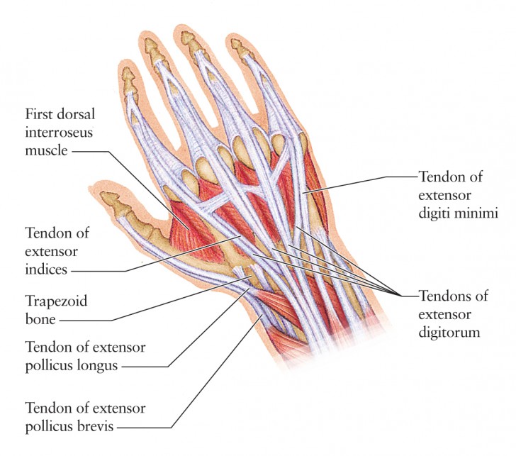 Diagram Of Anatomy Of Left Hand