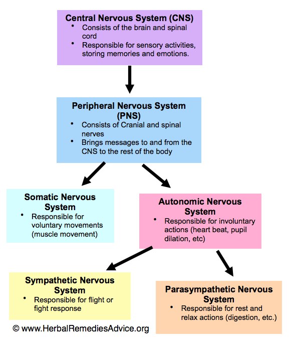 easy nervous system diagram for kids - ModernHeal.com