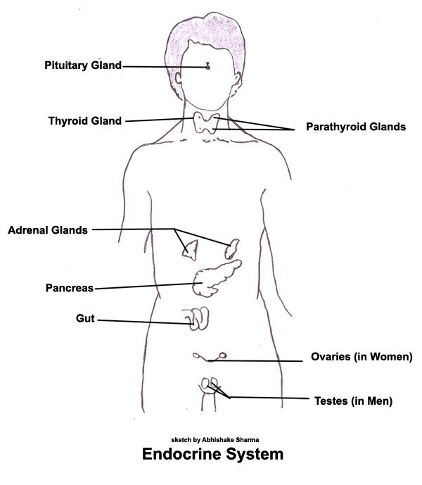 Endocrine System Diagram For Kids