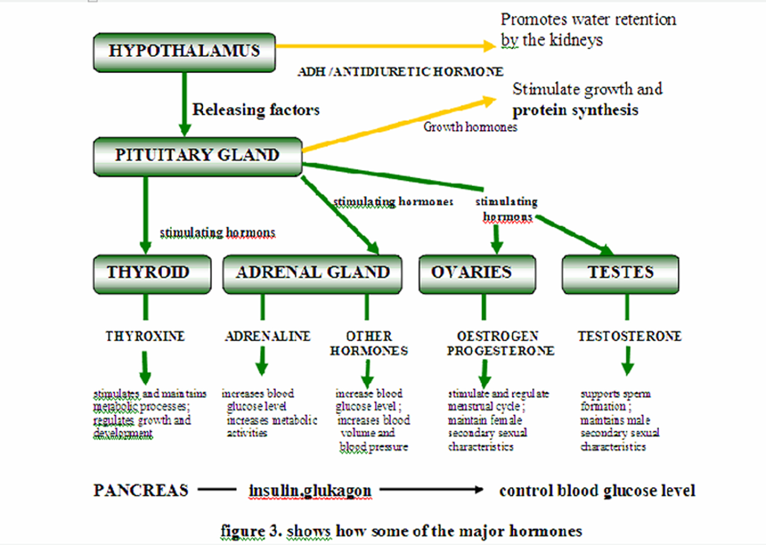 endocrine system facts for kids - ModernHeal.com