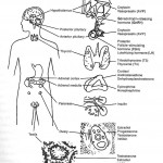 endocrine system unlabeled diagram