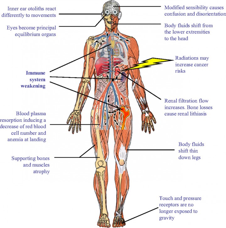 describe the function of the 11 human body systems