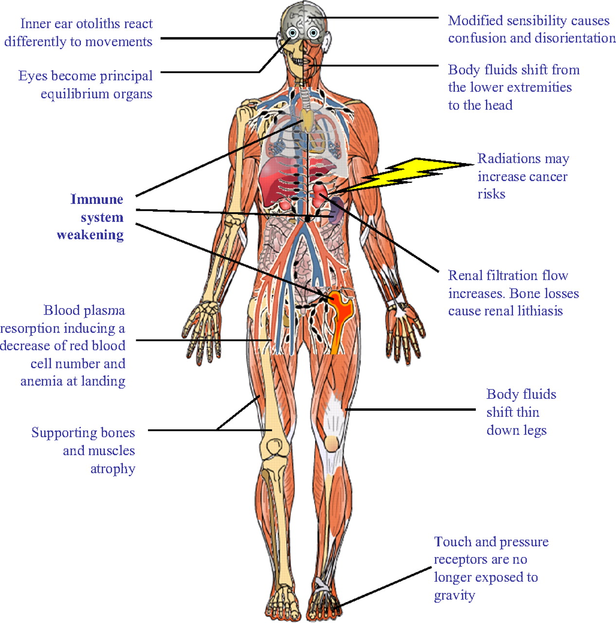 essay on human body system