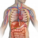 Main Human Body Systems & Their Connections