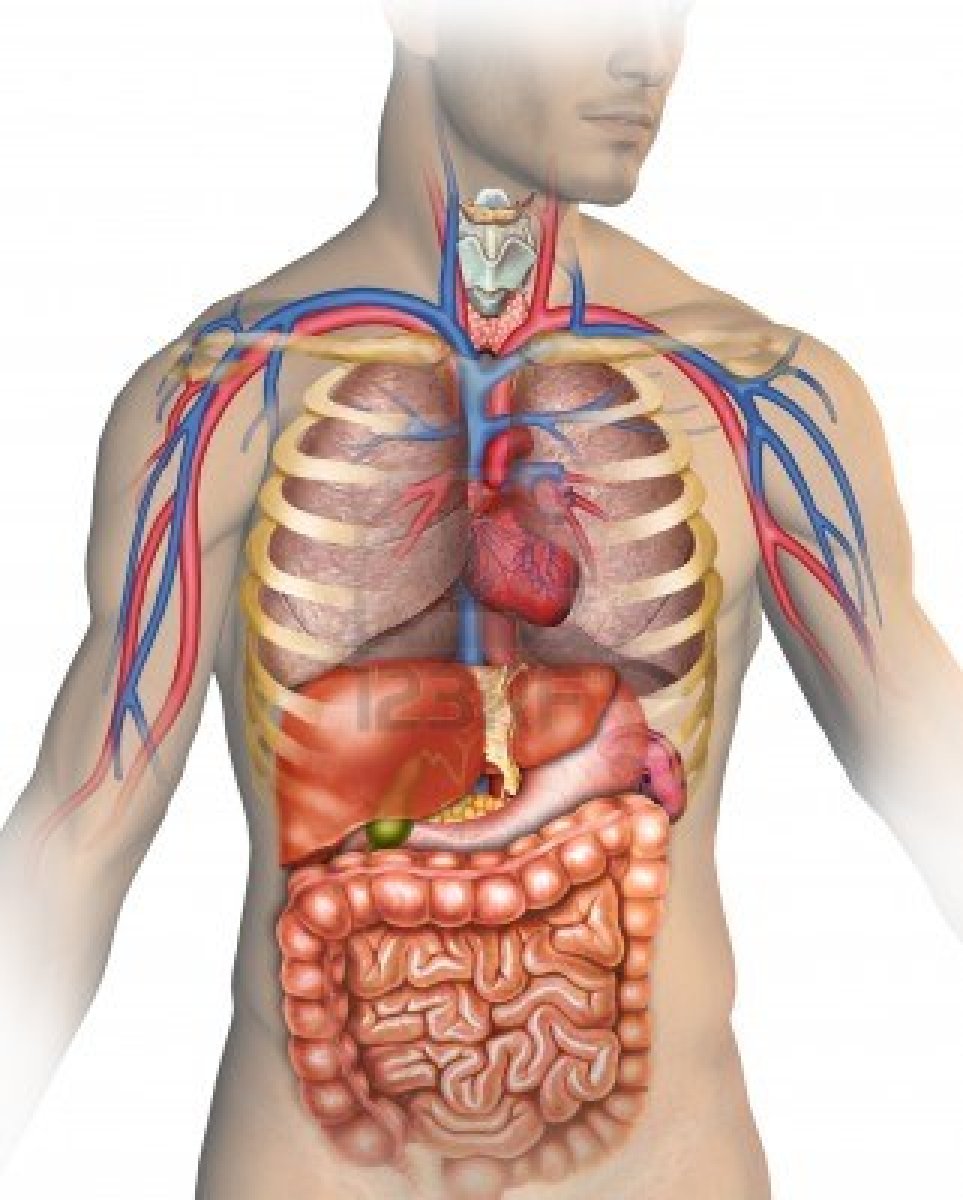 human body systems diagram blank