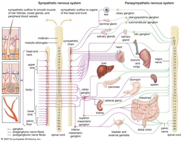 image of the nervous system - ModernHeal.com