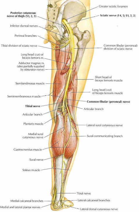 major nerves of the leg - ModernHeal.com