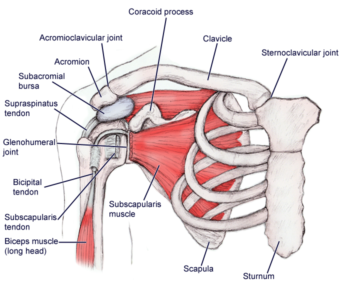 muscles of shoulder anterior - ModernHeal.com