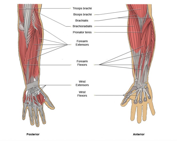 muscles of the arm and chest - ModernHeal.com