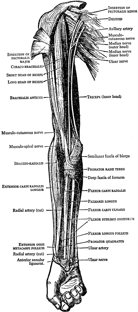 muscles of the arm and forearm labeled - ModernHeal.com