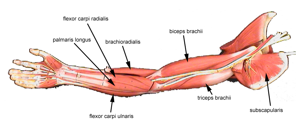 Human Body Muscle Labeled