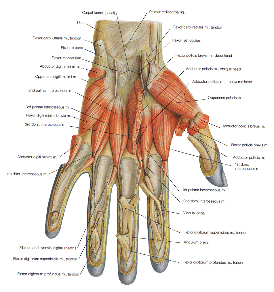 Muscles Of The Arm Picture Labeled Modernheal Com