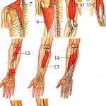 muscles of the arm pictures