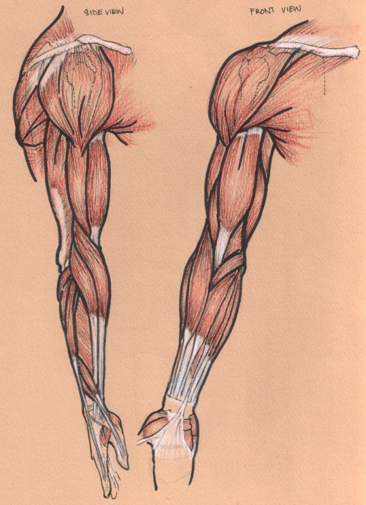 muscles of the arm posterior view