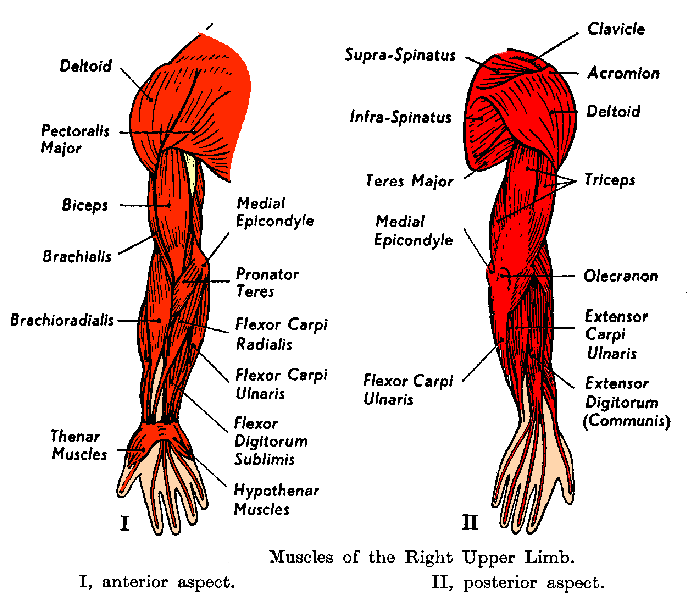 muscles of the arm posterior - ModernHeal.com