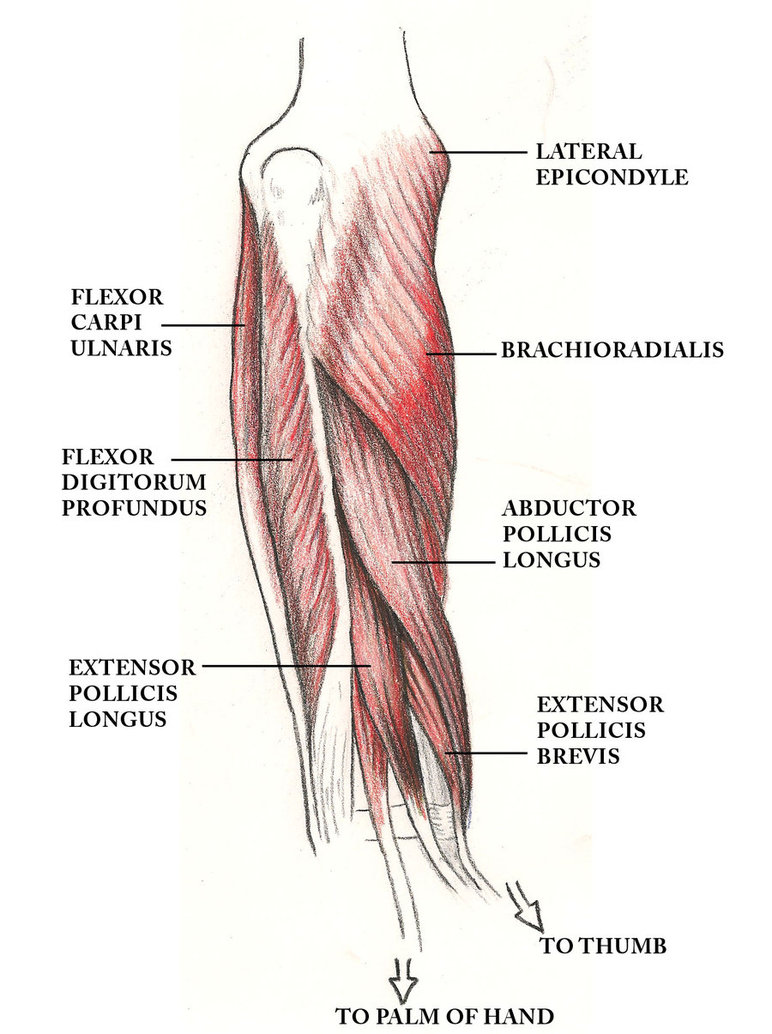 muscles of the arm such as the biceps brachii have what innervation ...