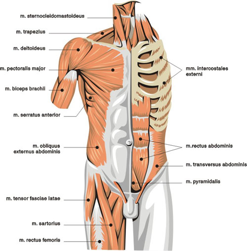 muscles of the body picture