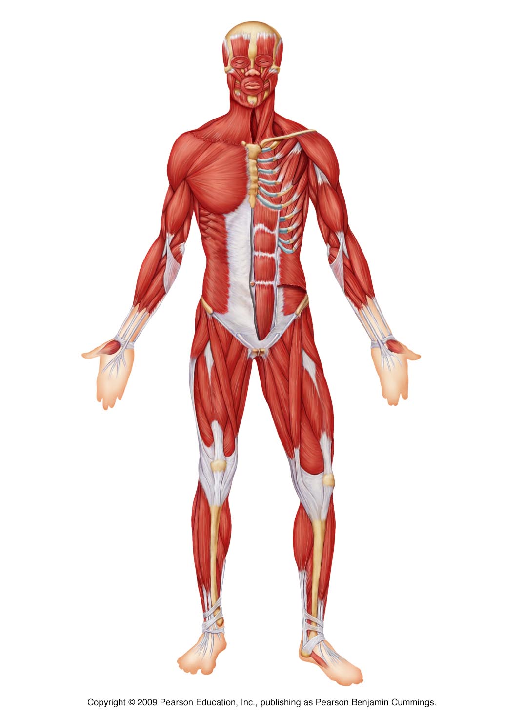 muscles of the body unlabeled - ModernHeal.com