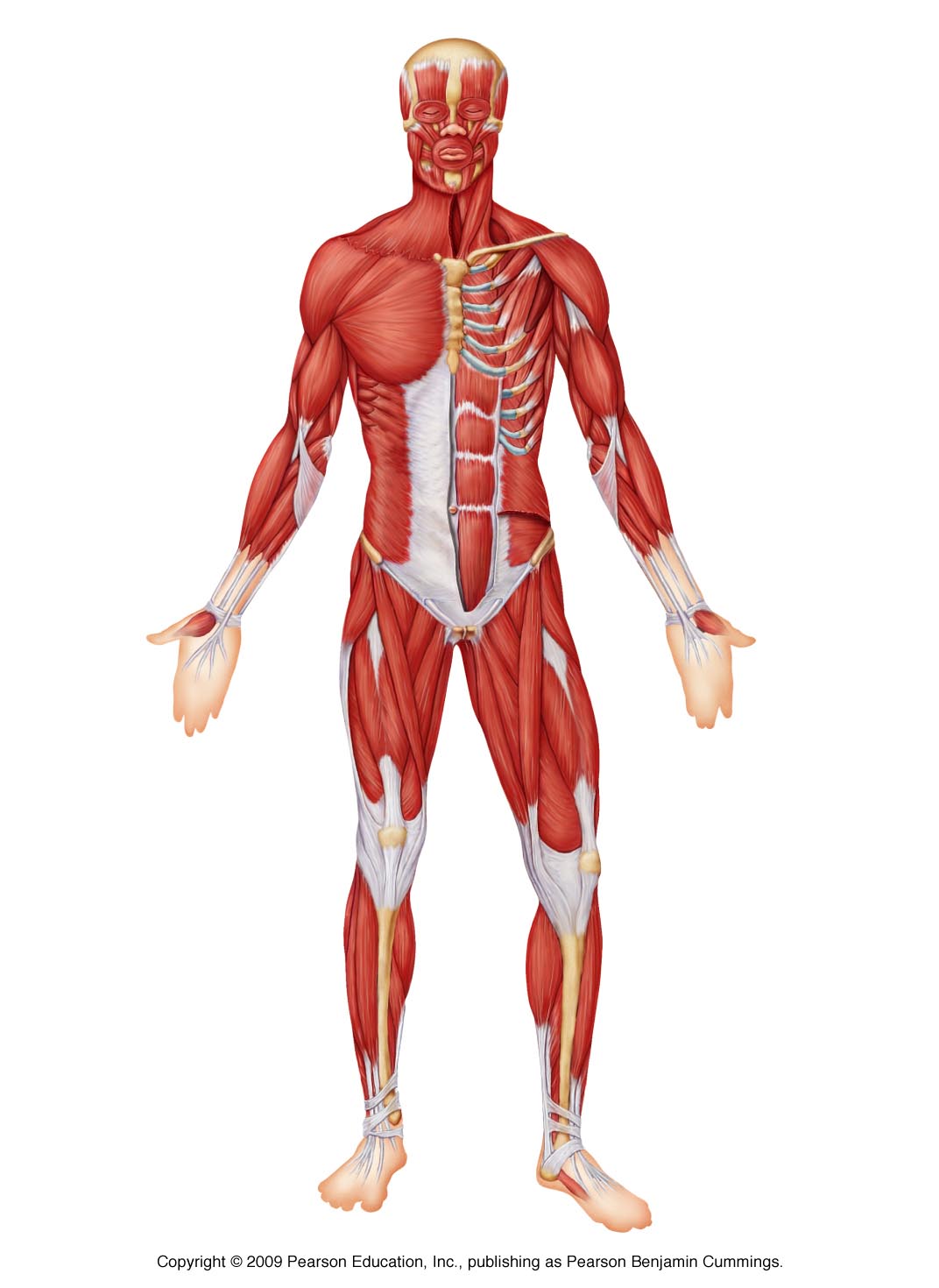 muscles-of-the-body-unlabeled-modernheal