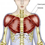 Overview Of Chest Muscles