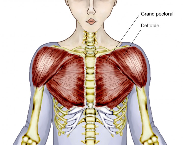 muscles of the chest diagram for kids