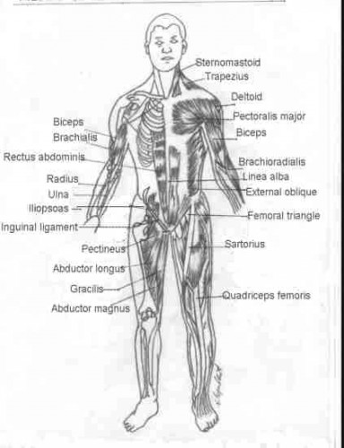 muscles of the chest diagram picture - ModernHeal.com