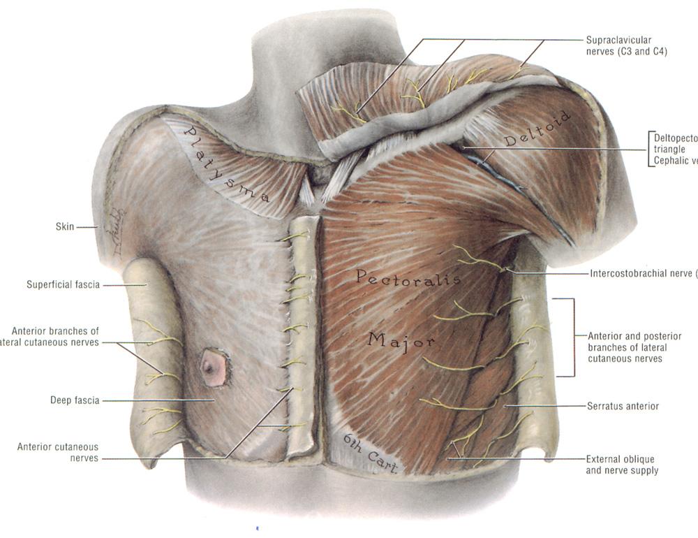 muscles of the chest shoulder and upper limb lab - ModernHeal.com