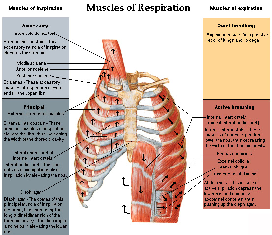 muscles of the chest shoulder and upper limb origin and insertion - ModernHeal.com