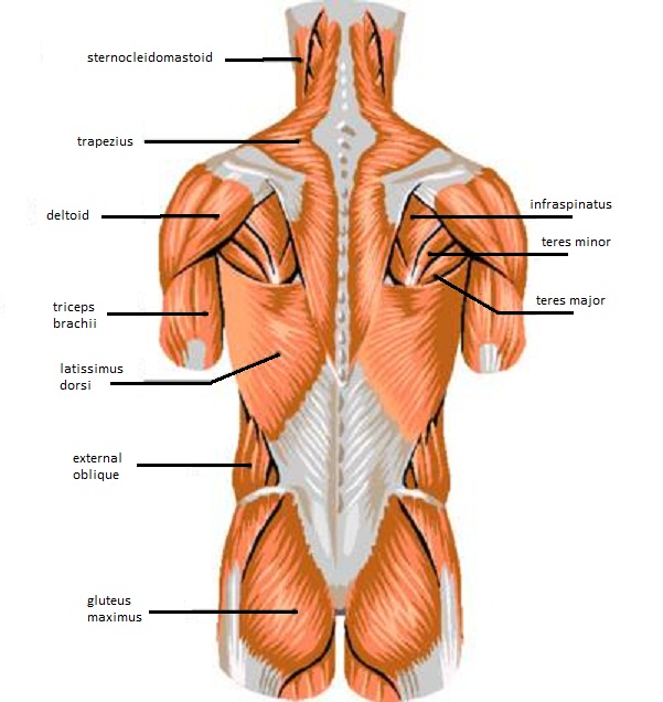 Muscles Of The Chest Wall Modernheal Com