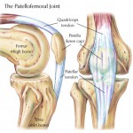 muscles of the knee joint picture