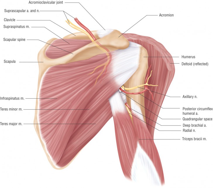 muscles of the shoulder girdle - ModernHeal.com