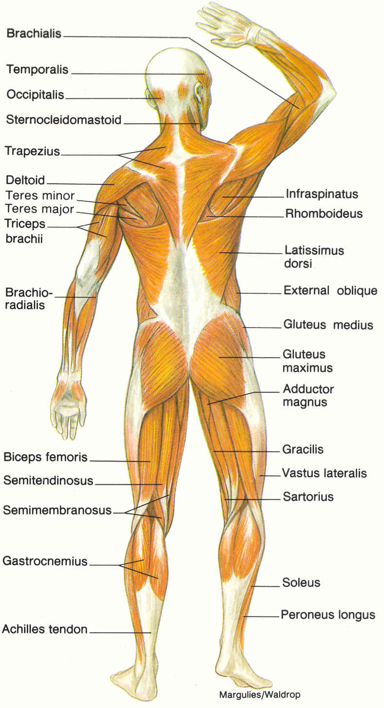 muscular system back - ModernHeal.com