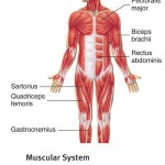 How Muscular System in Our Body Works