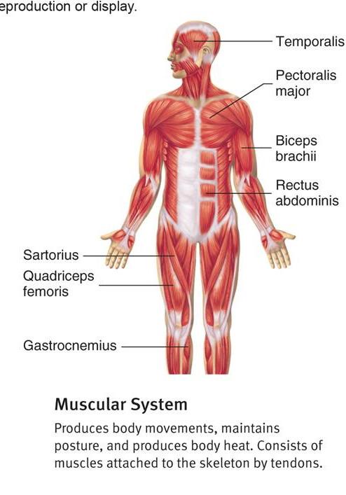 How Muscular System in Our Body Works