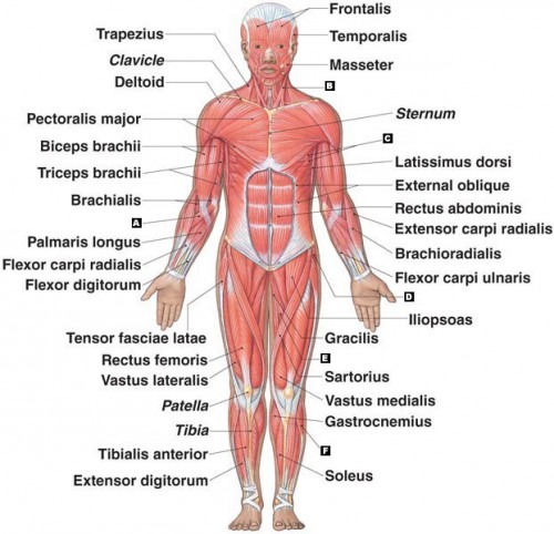 muscular system definition - ModernHeal.com