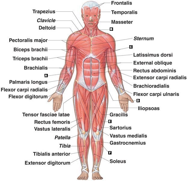 Muscular System Definition Modernheal Com