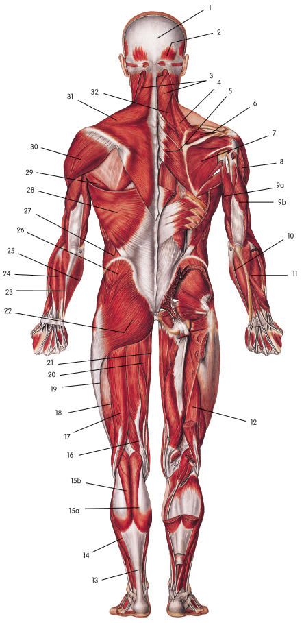 muscular system diagram - ModernHeal.com