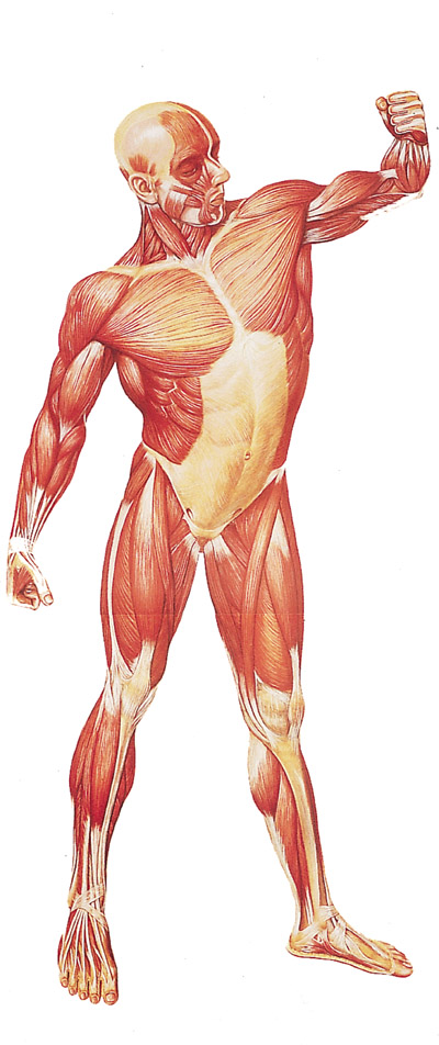 muscular system without labels - ModernHeal.com