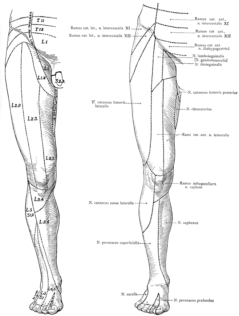 nerves of the leg and foot - ModernHeal.com
