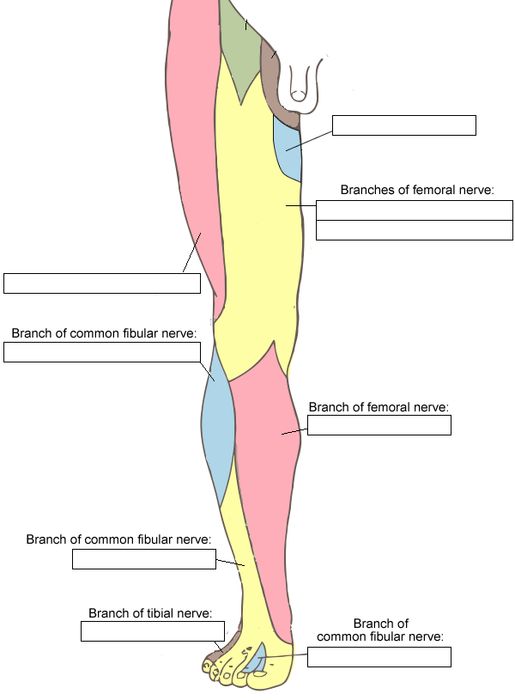 nerves of the leg and knee - ModernHeal.com